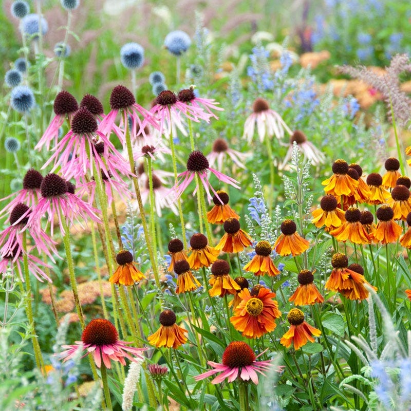 Sun Loving Pre-Planned Garden - Small - Image 3