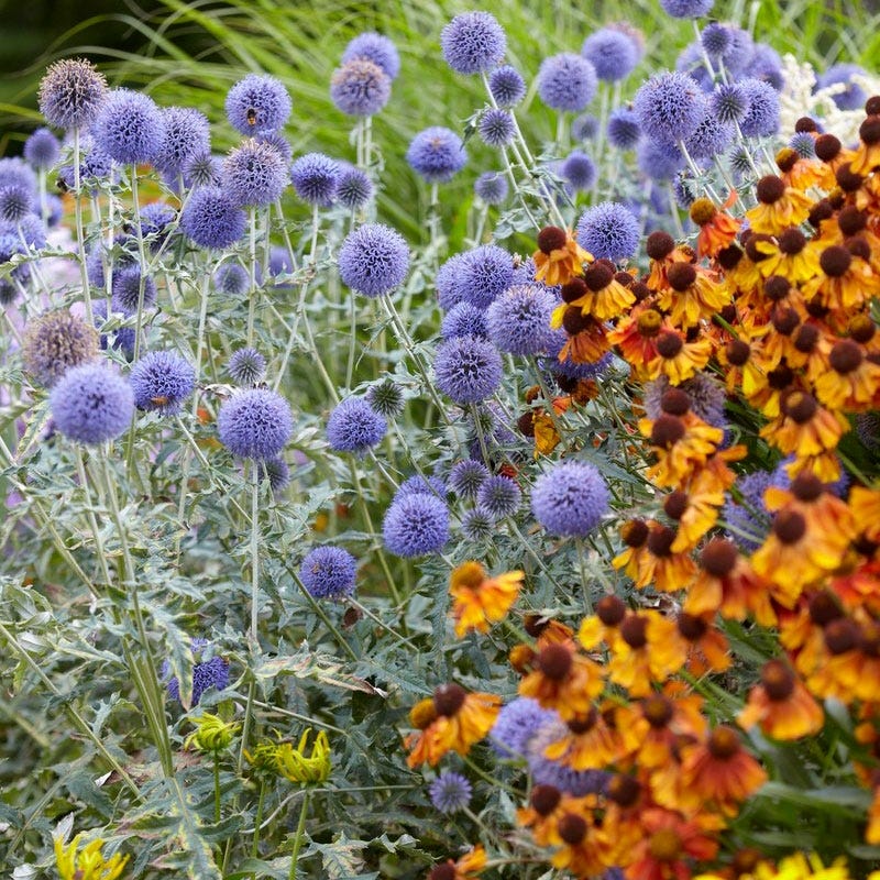 Sun Loving Pre-Planned Garden - Small - Image 4