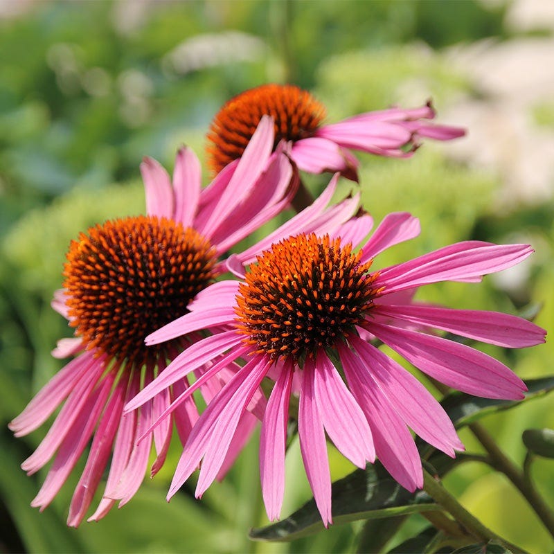 Sun Loving Pre-Planned Garden - Small - Image 7